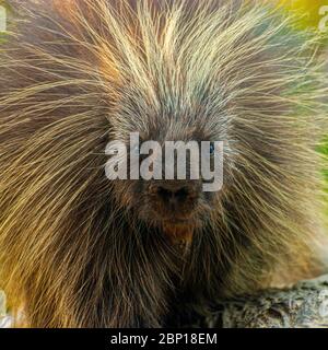 Stachelschwein, der die Kamera ansieht Stockfoto