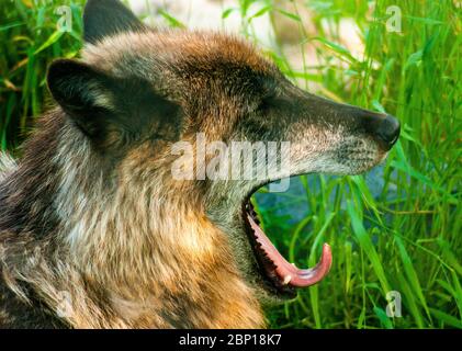 Wolf im Gras gähnend Stockfoto