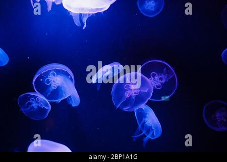 Quallen, die in dunklen Gewässern schwimmen, beleuchtet von blauem Licht. Stockfoto