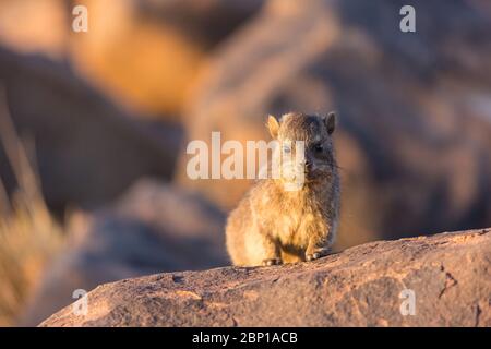 Daman sitzt auf einem Stein und sonnt sich in der Sonne und sieht freundlich und mit Interesse aus. Namibia. Afrika Stockfoto