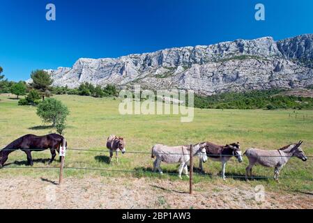 Sainte Victoire Mountain ist ein Bergmassiv in Südfrankreich, das für Paul Cezannes Gemälde berühmt ist. Stockfoto