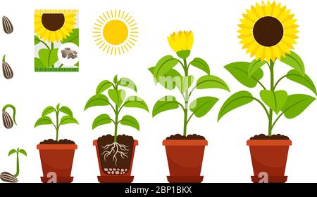 Sonnenblume Cartoon Vektor Illustration. Sonnenblumen Sämling mit gelben Blüten in Topf isoliert auf weiß Stock Vektor