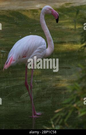 Roter Flamingo auf einem Bein, naturalistisches Bild Stockfoto