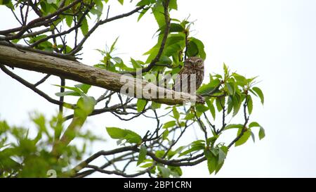 Kleine Eule in Wanstead Wohnungen Stockfoto