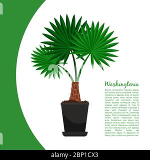 Washingtonia Zimmerpflanze in Topf Banner Vorlage, Vektor-Illustration Stock Vektor