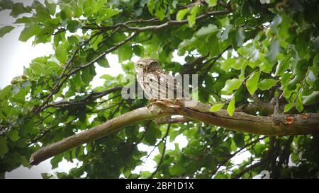 Kleine Eule in Wanstead Wohnungen Stockfoto