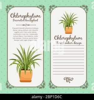 Vintage-Label-Vorlage mit dekorativer chlorophytum-Pflanze im Topf, Vektor-Illustration Stock Vektor