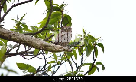 Kleine Eule in Wanstead Wohnungen Stockfoto