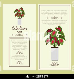 Grußkarte mit dekorativer Kaladium-Pflanze, quadratischer Rahmen. Vektorgrafik Stock Vektor