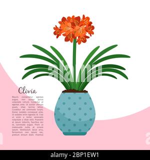 Clivia Indoor-Anlage in Topf Banner Vorlage, Vektor-Illustration Stock Vektor