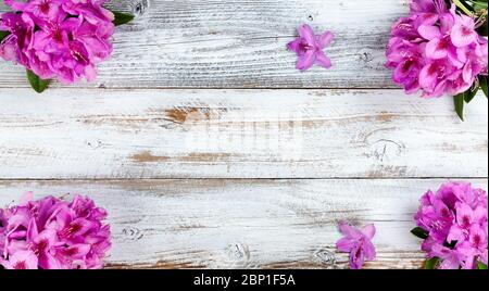 Ecke Ränder von lila Rhododendron Blumen auf weißem rustikalen Holzhintergrund mit Kopierraum. Draufsicht im flachen Lay-Format. Stockfoto