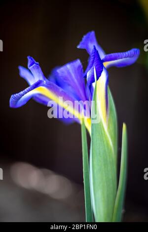 Iris blüht im Frühling in einem englischen Garten Stockfoto