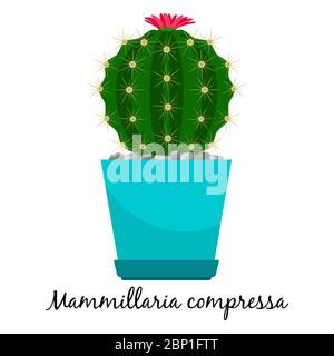 Mammillaria compressa Kaktus in Topf isoliert auf dem weißen Hintergrund, Vektor-Illustration Stock Vektor