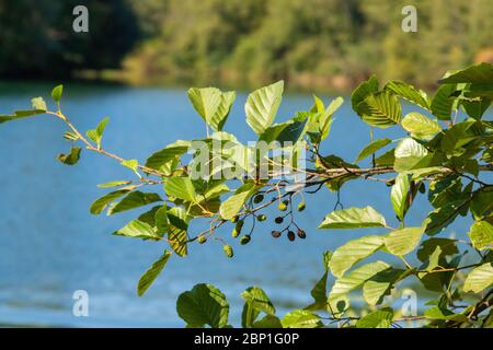 Zweig mit den Blättern und Früchten Alnus glutinosa, die Erle, über dem Fluss Stockfoto