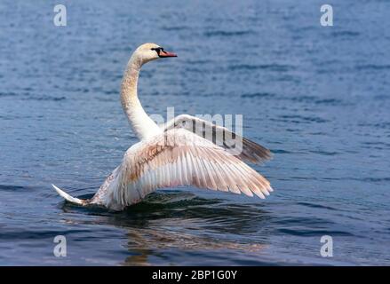 Stummer Schwan (Cygnus olor), der Flügel weit geöffnet ausbreitet und auf dem See landet Stockfoto