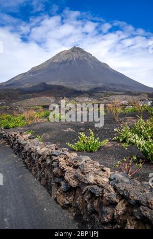 Pico do Fogo und Rebbau in Cha das Caldeiras, Kap Verde Stockfoto