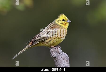 Yellowhammer, männlich, sitzend auf Barsch, Nahaufnahme Stockfoto