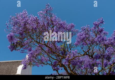 Stellenbosch, Westkap, Südafrika. 2019. Zweige und Blüten eines Jacaranda-Baumes im Spätsommer in Stellenbosch, Western Cape Area of South Stockfoto