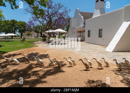 Faure, Stellenbosh, Südafrika. Dez 2019. Eine Herde Indian Runner Enten watscheln am Gehöft des Vergenoegt Weinguts in Faure, Südafrika vorbei. Stockfoto