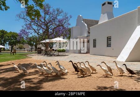 Faure, Stellenbosh, Südafrika. Dez 2019. Eine Herde Indian Runner Enten watscheln am Gehöft des Vergenoegt Weinguts in Faure, Südafrika vorbei. Stockfoto