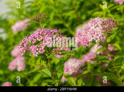 Spiraea japonica Strauch mit rosa Blüten - close uo. Spirea 'Lemon Princess' - Selektiver Fokus Stockfoto