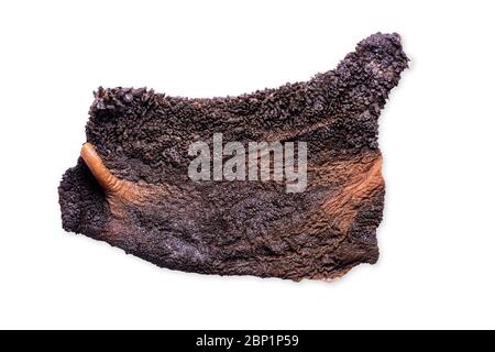 Ein Stück Rindfleisch grünen Kutteln roh isoliert auf weißem Hintergrund. Stockfoto