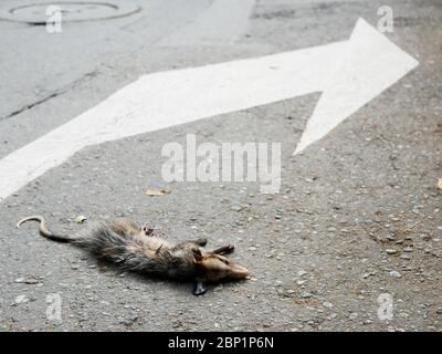 Nahaufnahme des Körpers eines toten Possum, der von einem Auto auf der Straße neben einem weißen Pfeil rechts auf dem Bürgersteig gehütet wird Stockfoto