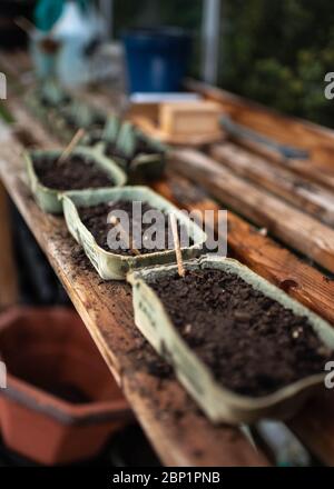 Samen, die in Erde in Eierkartons auf einem Holzregal in einem Gewächshaus in Devon, Großbritannien gepflanzt werden - Mai 2020 Stockfoto