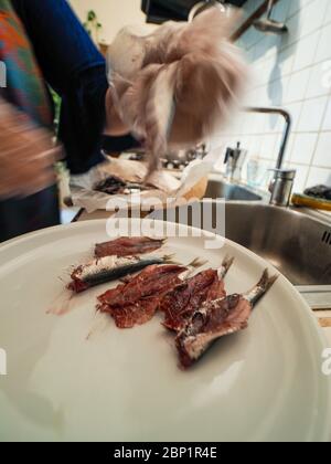 Hände des älteren Hauswirbes rentatfrau trägt transparente Handschuhe Reinigung Sardellen Fisch aus Kopf und Eingeweide Stockfoto