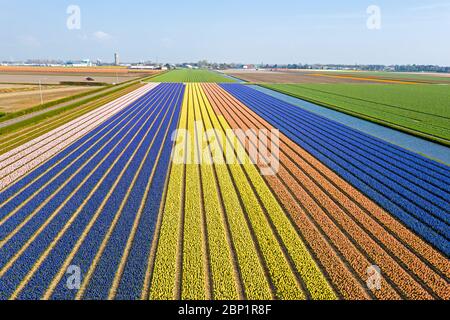 Luftaufnahme von blühenden Tulpenfeldern in den Niederlanden Stockfoto