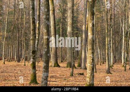 Die herbstlichen Laubbaum stand mit hainbuchen und gebrochene Baum, Wald Bialowieza, Polen, Europa Stockfoto