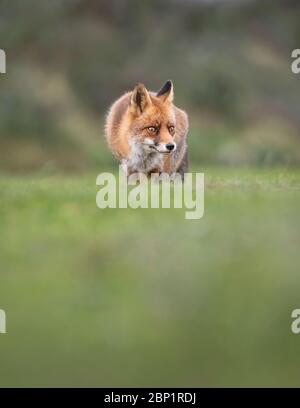 Zandvoort, Holland, Amsterdam Küste ein europäischer Rotfuchs auf der Jagd Stockfoto