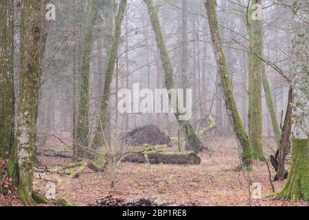 Die herbstlichen Laubbaum stand mit hainbuchen und gebrochene Baum, Wald Bialowieza, Polen, Europa Stockfoto