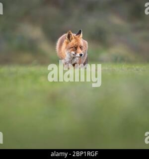 Zandvoort, Holland, Amsterdam Küste ein europäischer Rotfuchs auf der Jagd Stockfoto