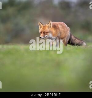 Zandvoort, Holland, Amsterdam Küste ein europäischer Rotfuchs auf der Jagd Stockfoto