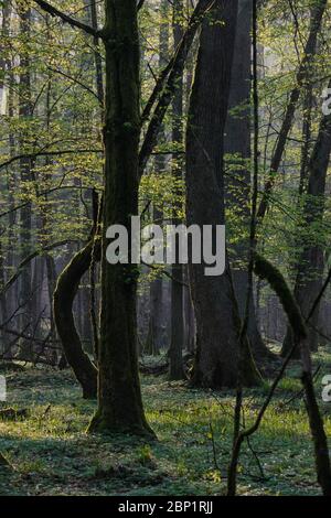 Laubwald mit alten Eichen im Frühling vor Sonnenaufgang, Bialowieza Wald, Polen, Europa Stockfoto