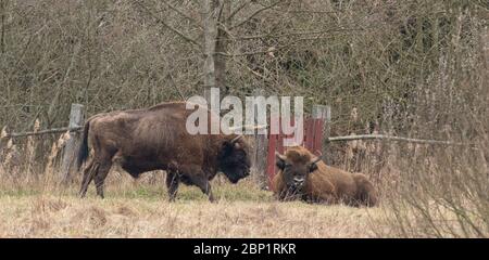 Zwei alte europäische Bisons vor einem alten Holzzaun mit trockenem Gras herum Stockfoto