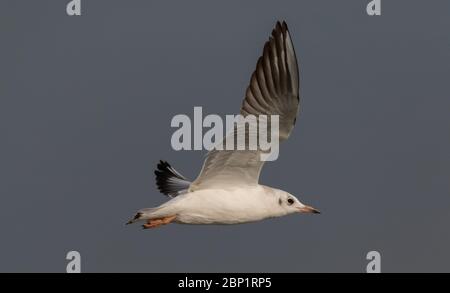 Jugendmöwe (Chroicocephalus ridibundus) im Flug gegen den Himmel, Woiwodschaft Podlasie, Polen, Europa Stockfoto