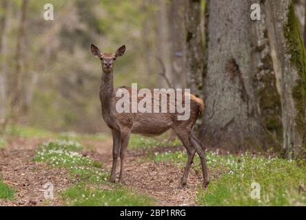 Rothirsch (Cervus elaphus) Weibchen im Frühling beobachten, Bialowieza Wald, Polen, Europa Stockfoto