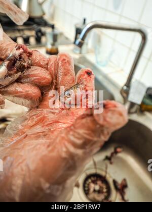 Hände des älteren Hauswirbes rentatfrau trägt transparente Handschuhe Reinigung Sardellen Fisch aus Kopf und Eingeweide Stockfoto