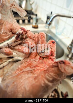 Hände des älteren Hauswirbes rentatfrau trägt transparente Handschuhe Reinigung Sardellen Fisch aus Kopf und Eingeweide Stockfoto