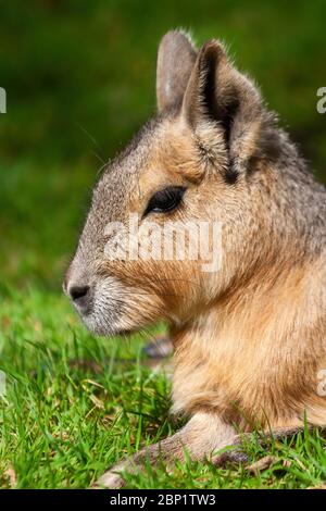 Patagonische mara (Dolichotis patagonum) großes Nagetier auf Gras, Familie: Caviidae, Region: Argentinien, Chile Stockfoto