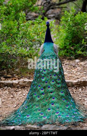 Pfau in Lokrum Insel Dubrovnik Kroatien Stockfoto