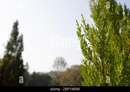 Mediterrane Zypresse, cupressus sempervirens Kegel auf Ast. Nahaufnahme. Stockfoto