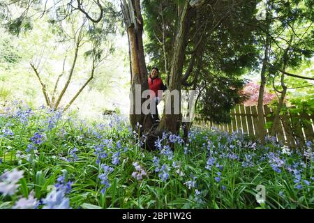 Peebles Scottish Borders, Großbritannien .13. Mai 20 . Coronavirus Covid-19 Pandemisches tägliches Leben während der Sperrung. Bluebell's in bewaldeter Gegend im Garten. Stockfoto