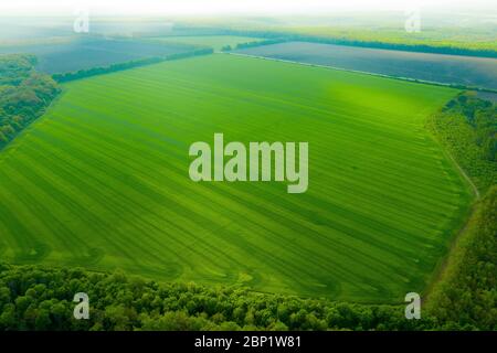 Ein riesiges grünes Feld von Weizenkörnern von Gerste und anderen Kulturen. Agrarindustrie. Grünfeld in den Steppen der Ukraine. Foto von einer Drohne. Stockfoto