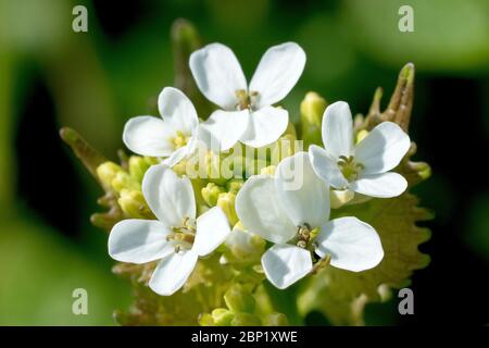 Knoblauchsenf (alliaria petiolata), auch bekannt als Jack by the Hedge, Nahaufnahme zeigt den Blütenkopf, wie die Blumen beginnen zu erscheinen.