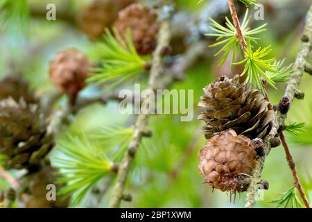 Europäische Lärche (larix decidua), Nahaufnahme eines reifen und unreifen Kegels, der an einem Ast befestigt ist. Stockfoto