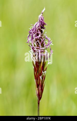 Süßes Vernal-Gras (anthoxanthum odoratum), Nahaufnahme des Kopfes eines einzelnen Strängels von Gras in Blüte, isoliert vor einem einfachen Hintergrund. Stockfoto