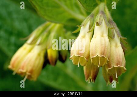 Beinwell, höchstwahrscheinlich Tuberöse Beinwell (symphytum tuberosum), Nahaufnahme von einigen Blütenköpfen. Stockfoto